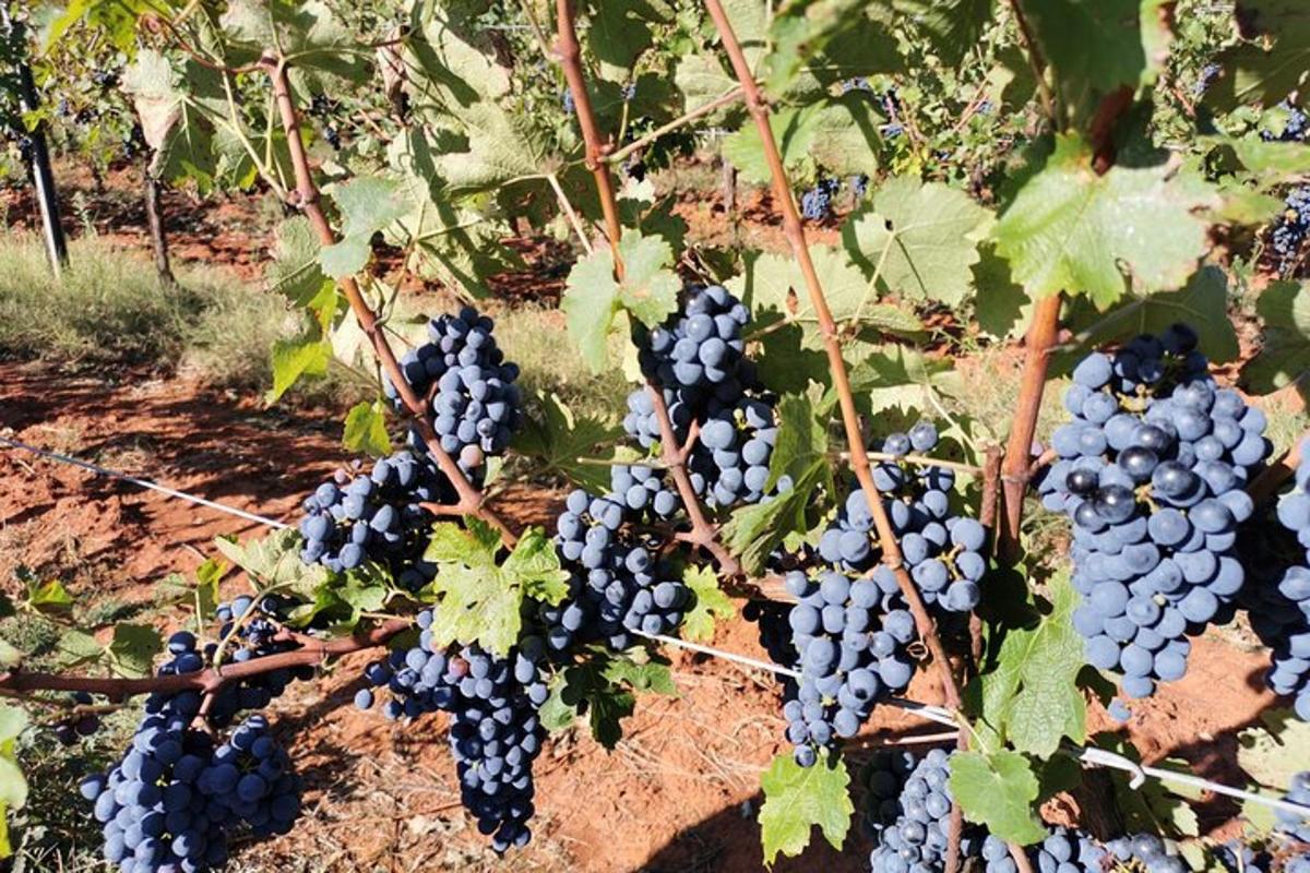 a bunch of blue grapes on a vine