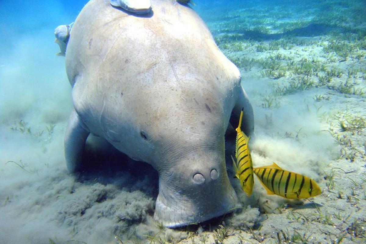 un elefant marí nedant a l'aigua amb un peix