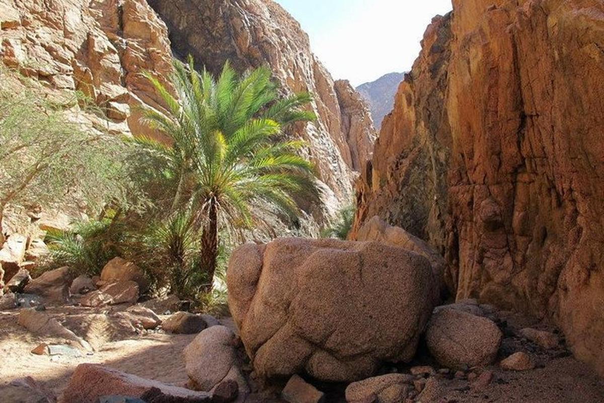 una palma e una roccia in un canyon