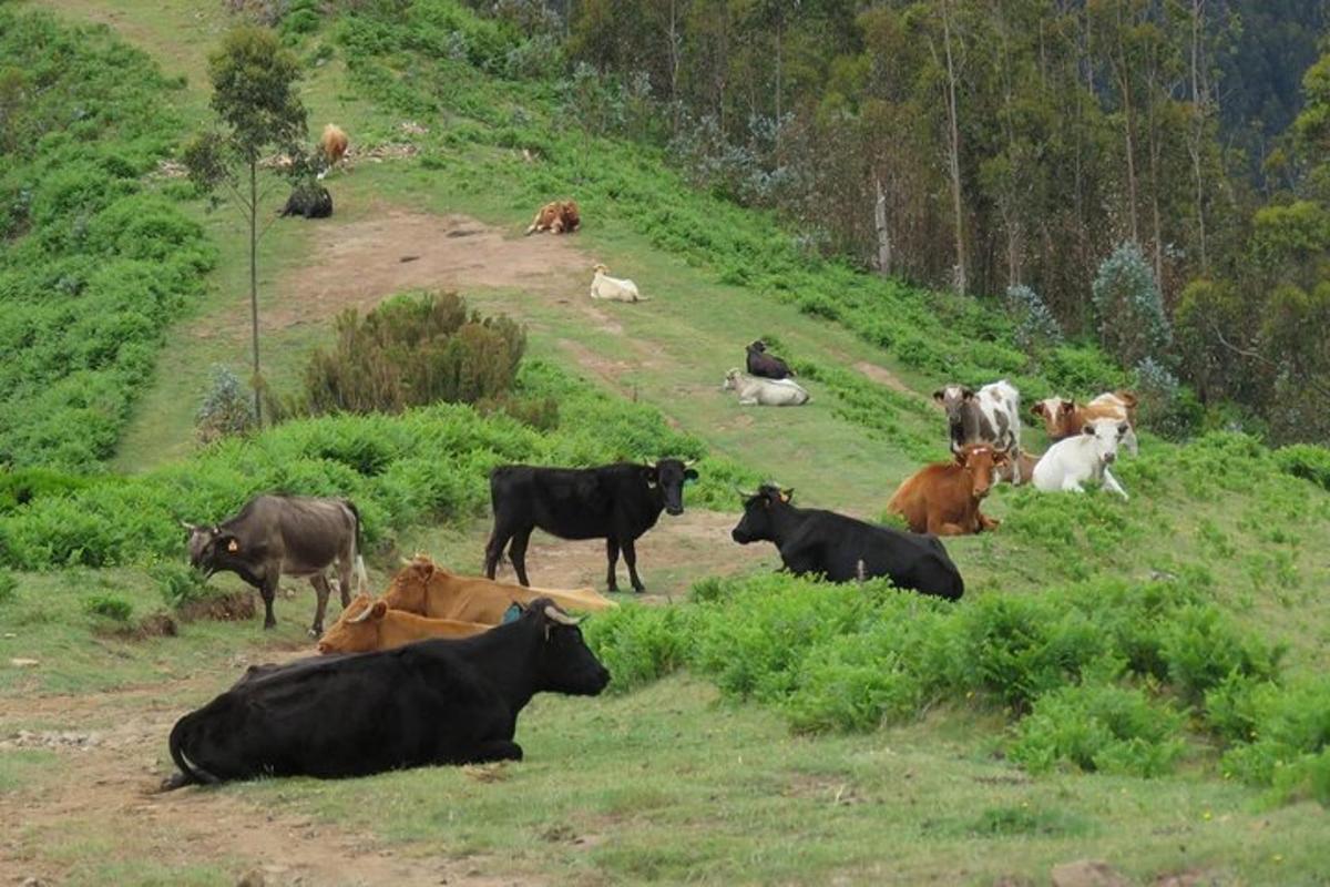 kawanan sapi berbaring di bukit berumput