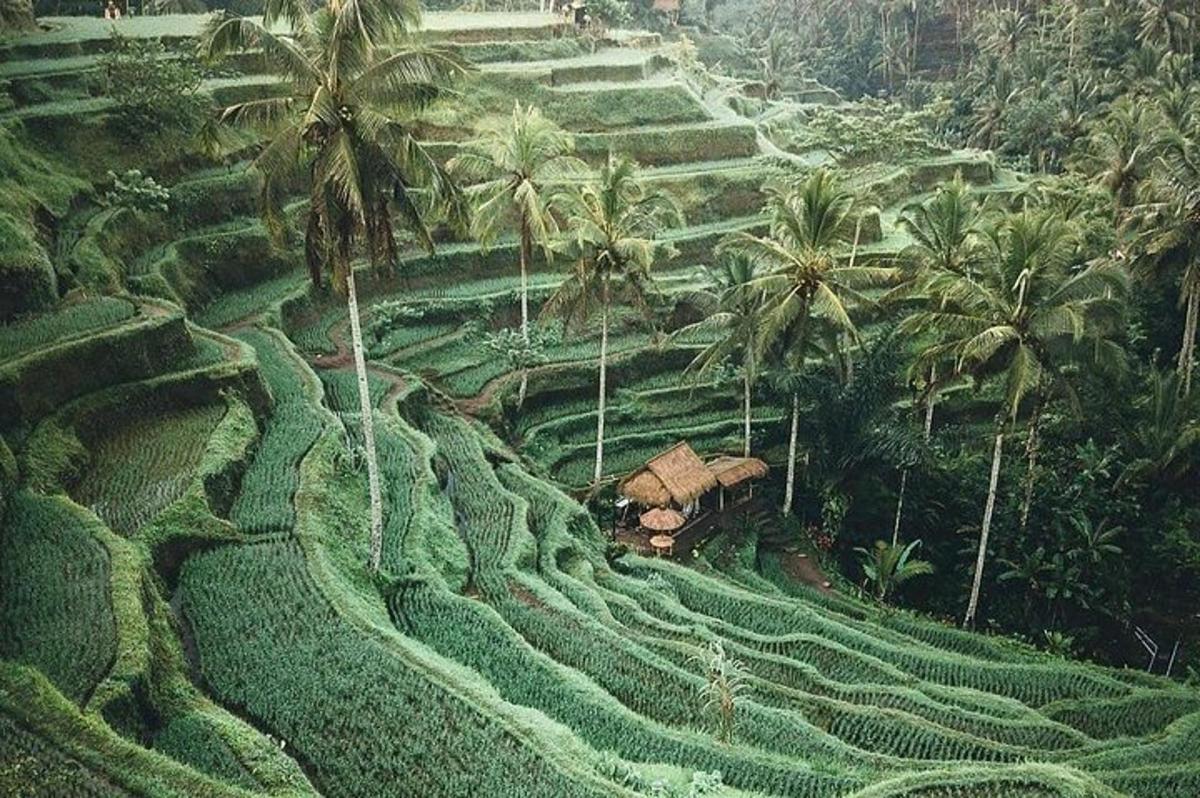 Una vista aérea de un campo de arroz con palmeras.