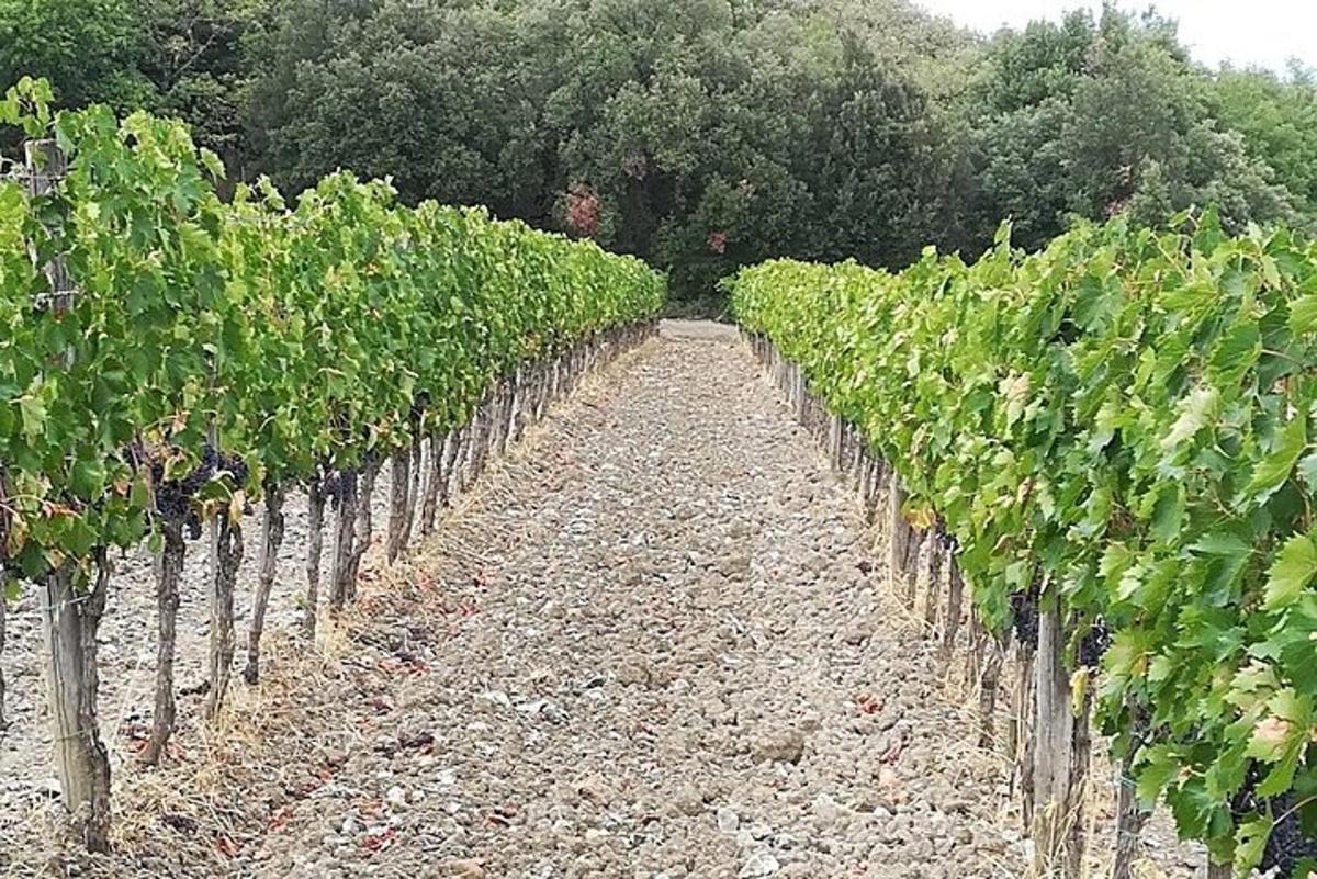una fila di viti in un campo
