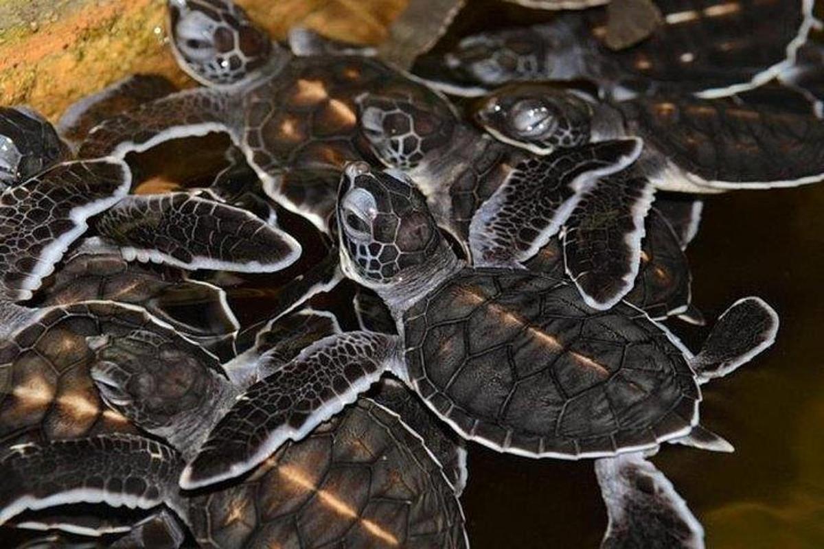 skupina korytnačiek sediacich na vrchole misky
