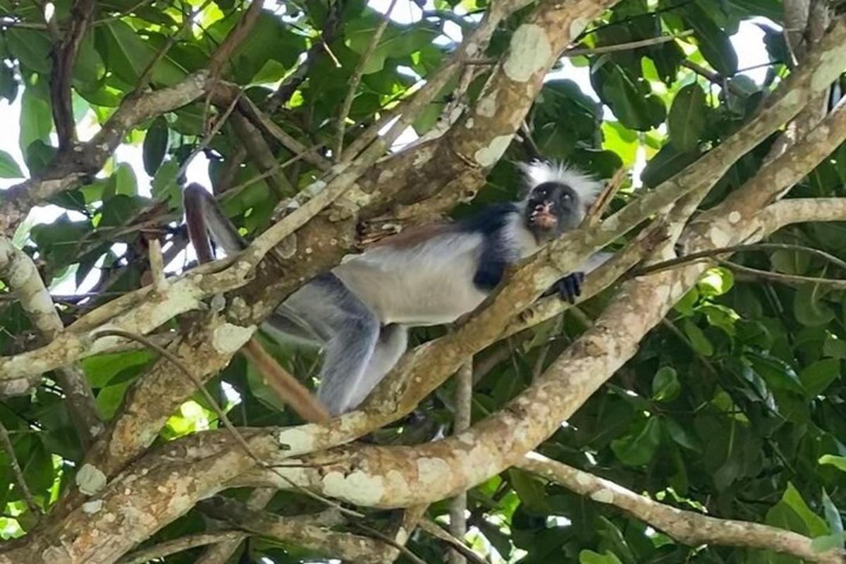 um macaco está sentado em uma árvore