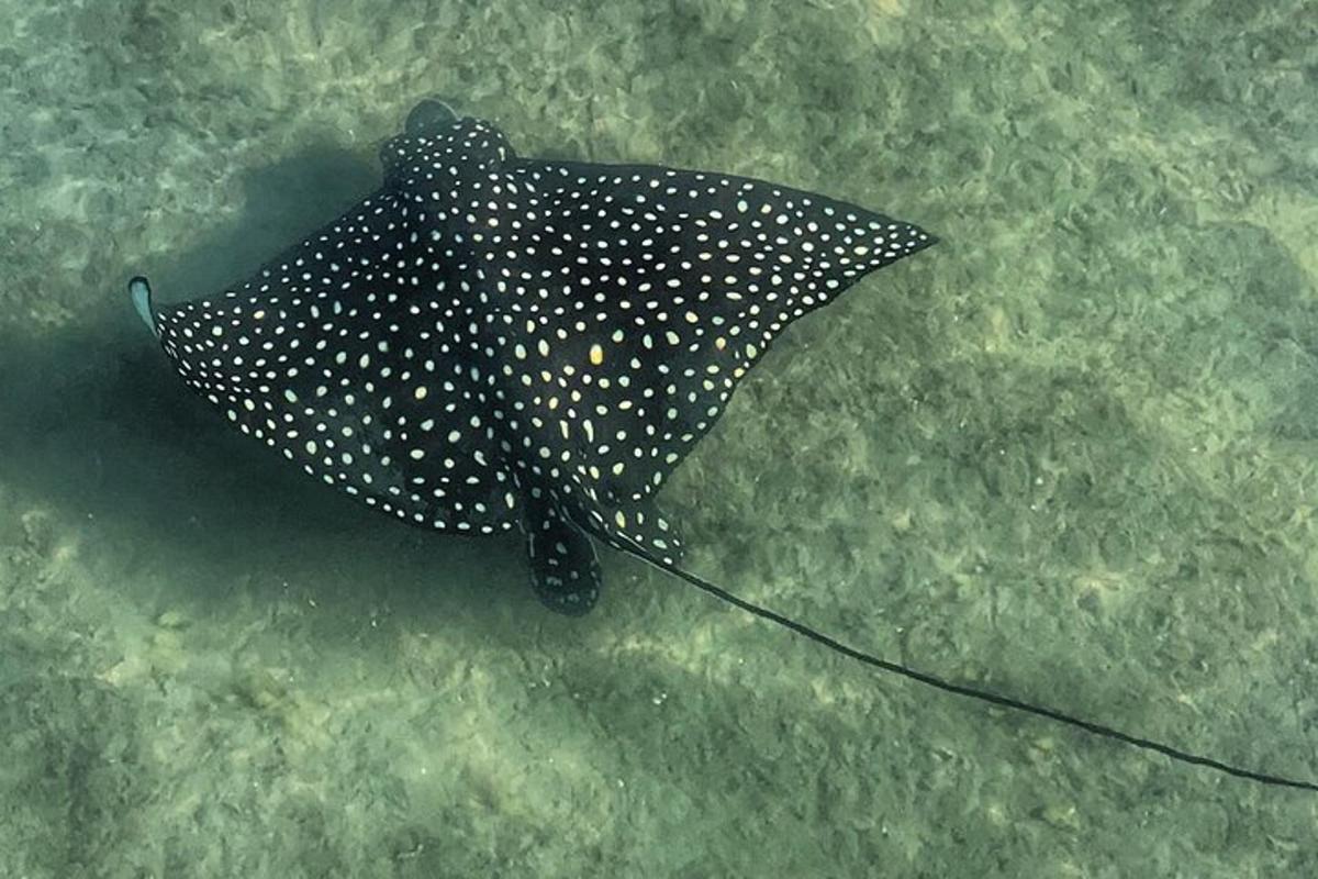a black and white polka dot umbrella in the water