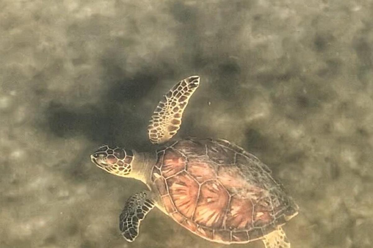 a green sea turtle swimming in the water