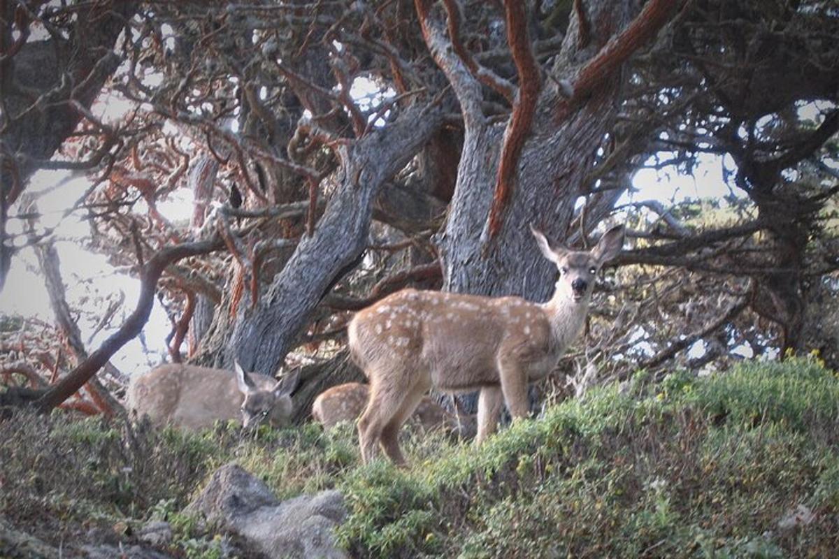 a deer standing on a hill near a tree