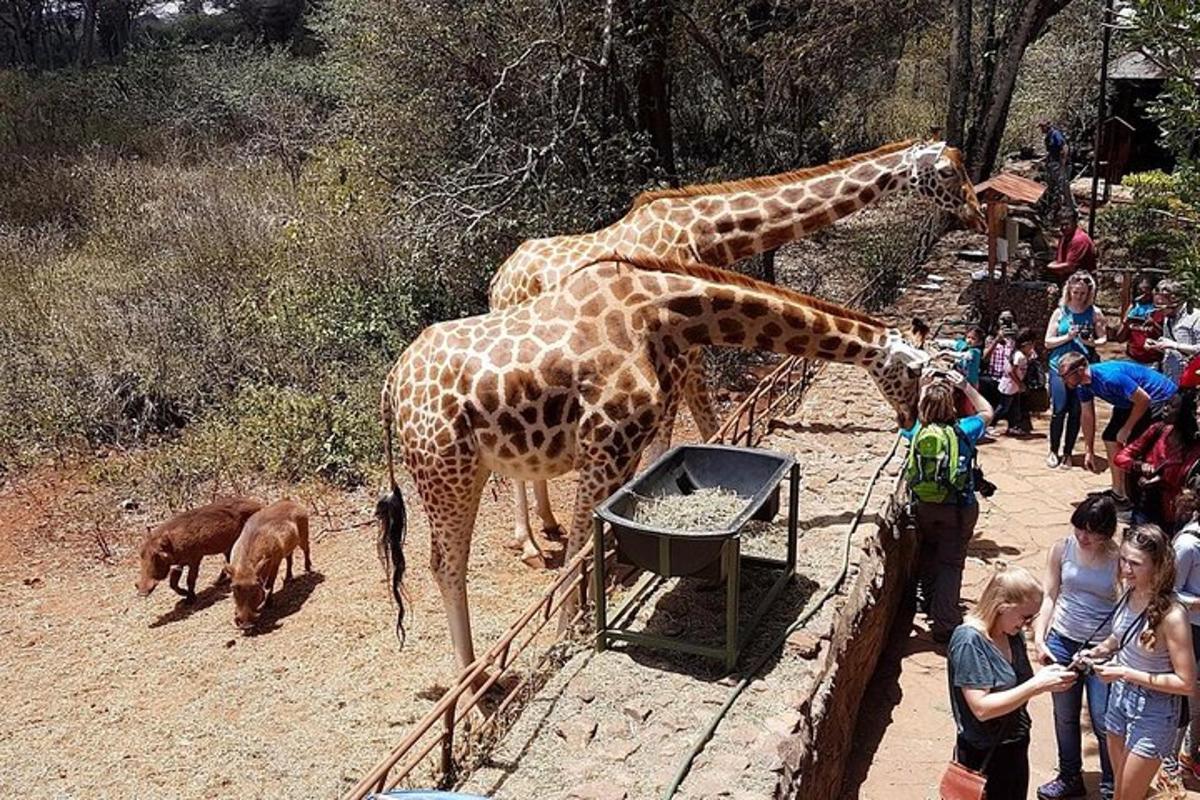 Dvě žirafy jedí jídlo z koryta v zoo