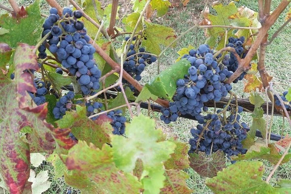 un racimo de uvas azules en una vid
