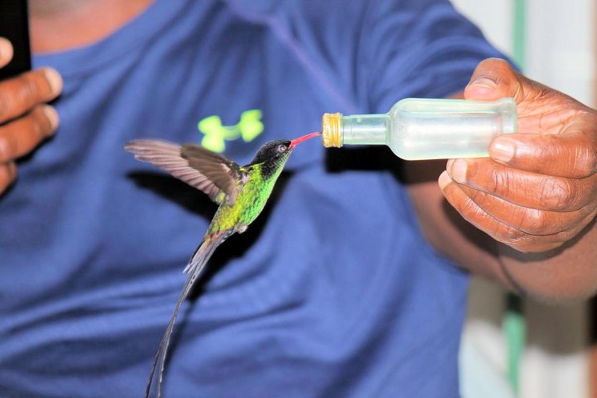 en kolibri drikker av en flaske