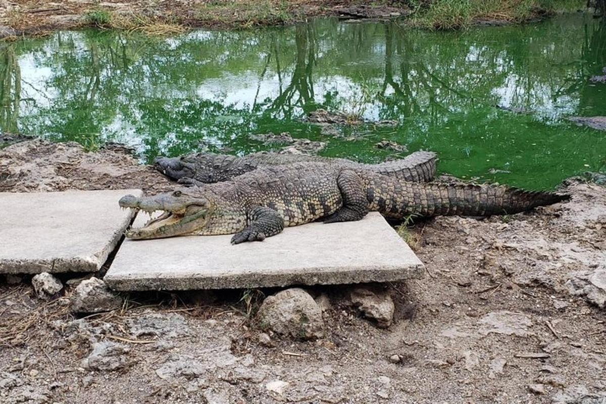 krokodýl ležící na lavičce vedle rybníka