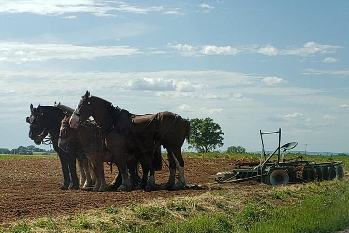 a group of horses standing next to a plow