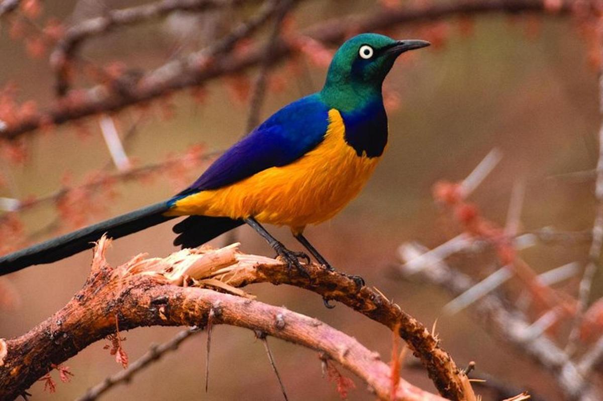 a colorful bird perched on top of a tree branch