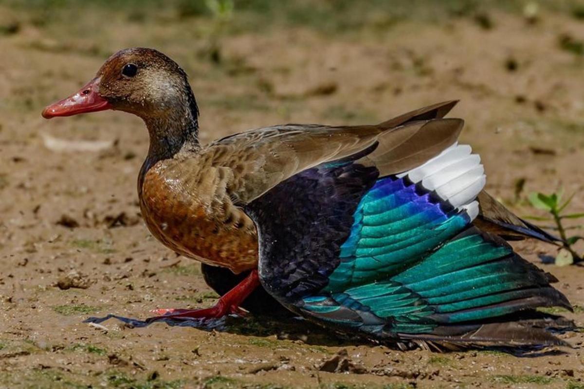 a duck sitting on the ground in the dirt