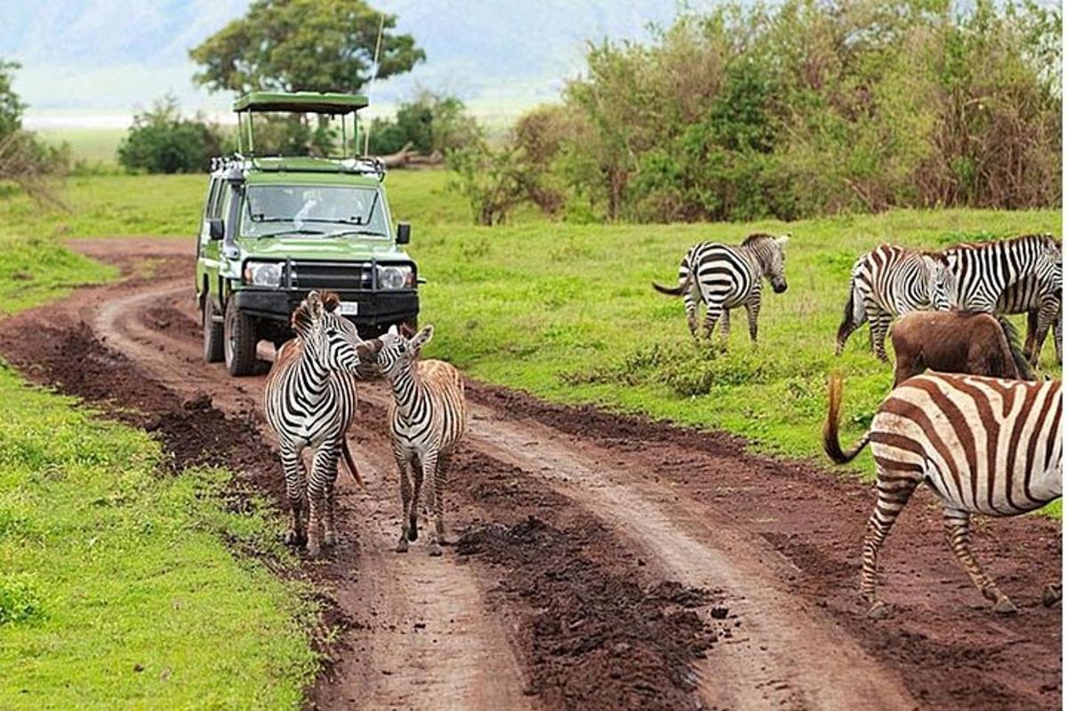 未舗装道路を走るシマウマの群れと緑色のトラック