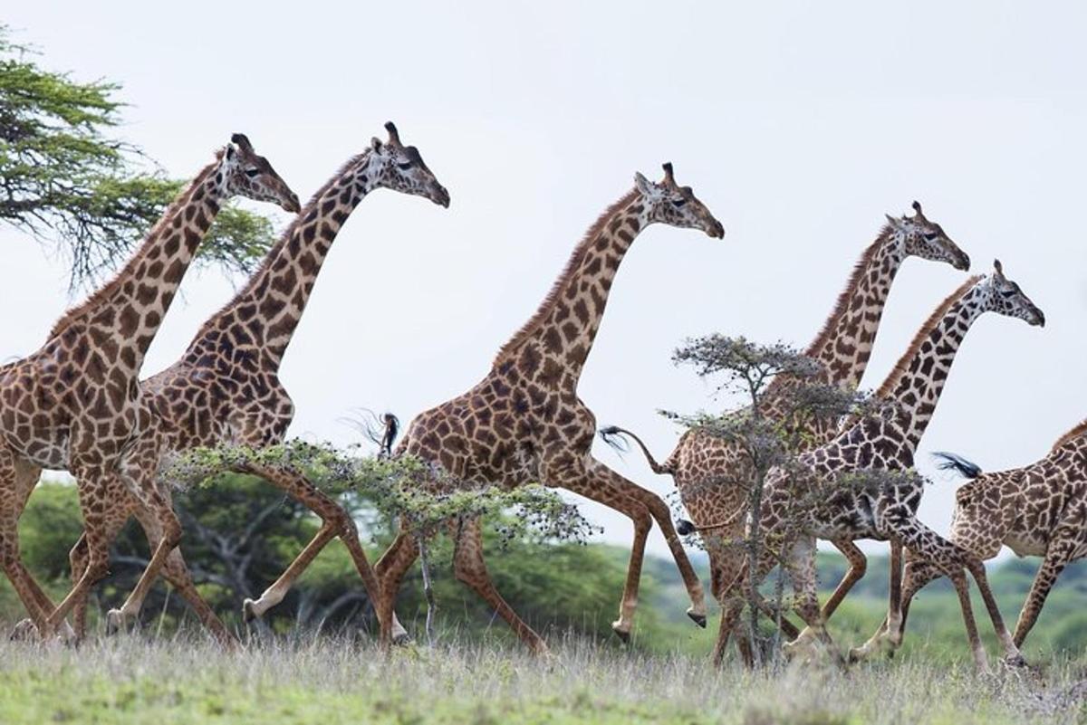 a herd of giraffes running in a field