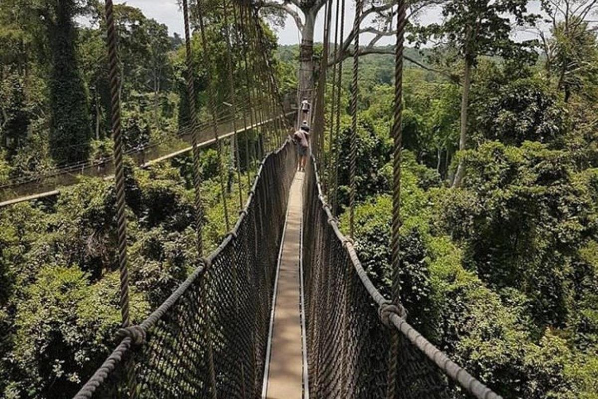 una persona su un ponte sospeso nella foresta