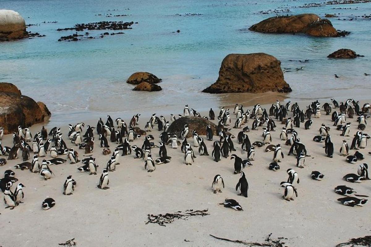 um grupo de pinguins em pé em uma praia