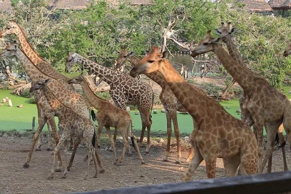 a group of giraffes standing next to each other