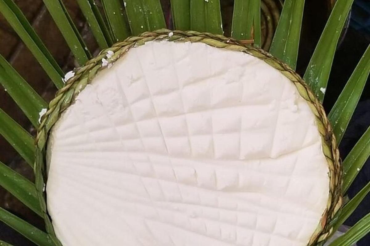um close de uma folha de uma planta