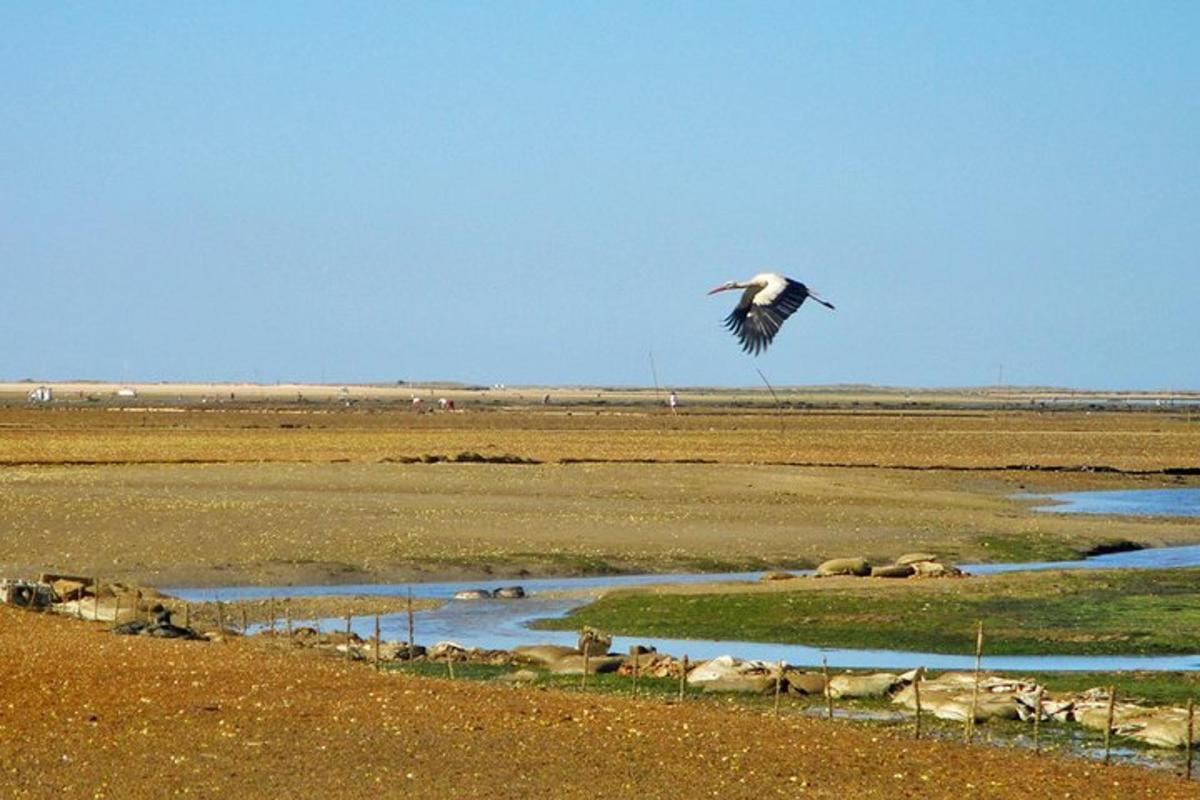 un uccello che vola in aria sopra uno specchio d'acqua