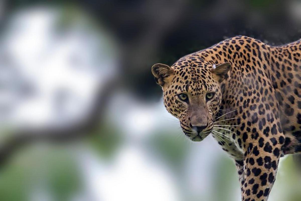 a close up of a jaguar looking at the camera