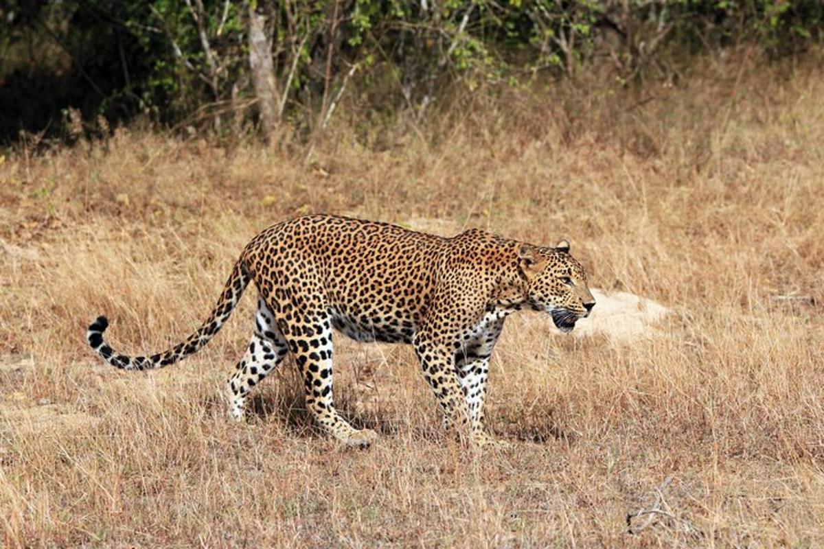 a leopard walking through a field of tall grass