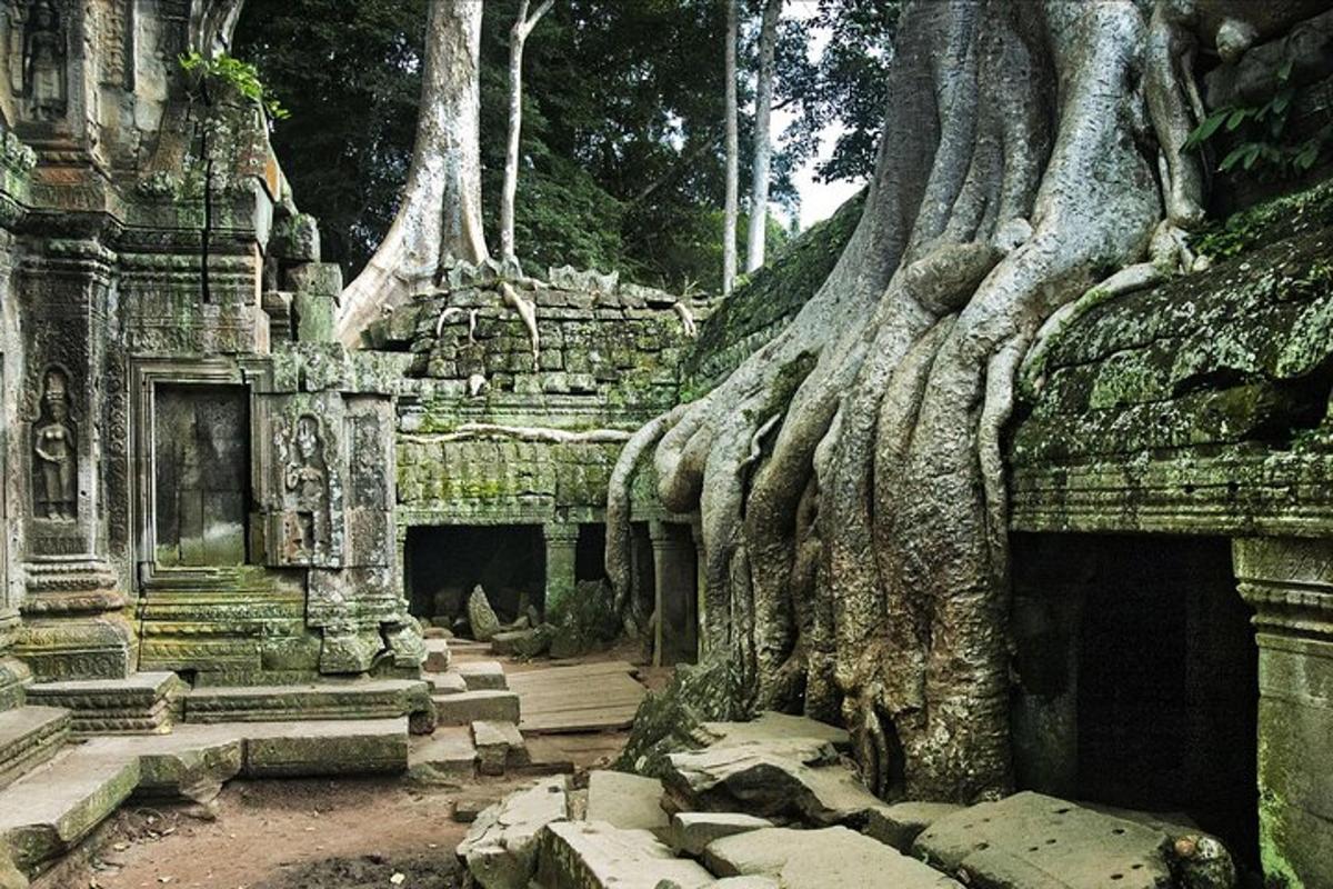 Un árbol que crece en el costado de un edificio con raíces.