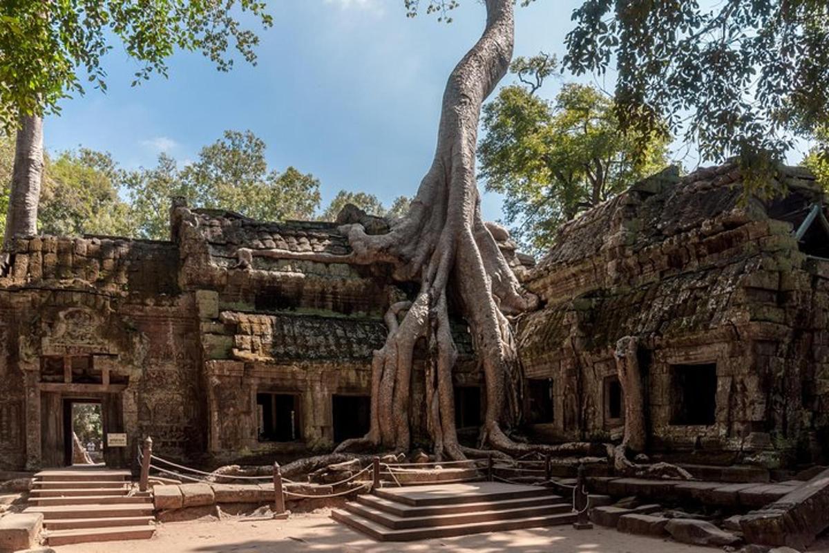un albero che cresce sul lato di un edificio con scale