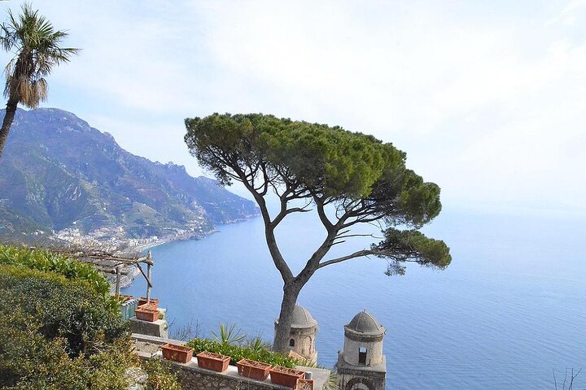 un albero in cima a una collina vicino all'oceano