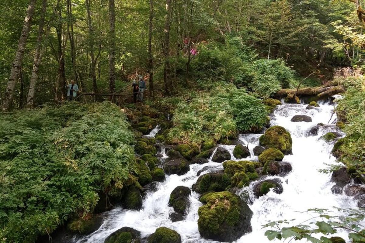 um riacho de água com pedras em uma floresta