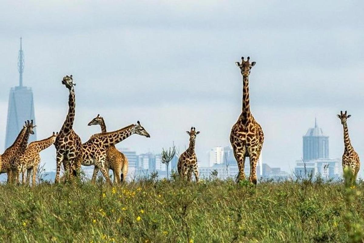 un grup de girafes dempeus en un camp amb una ciutat