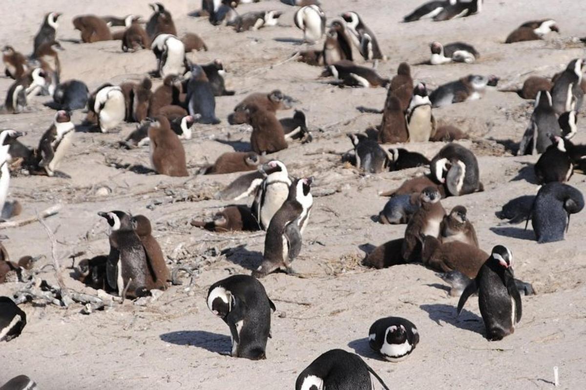 a group of penguins sitting on the beach