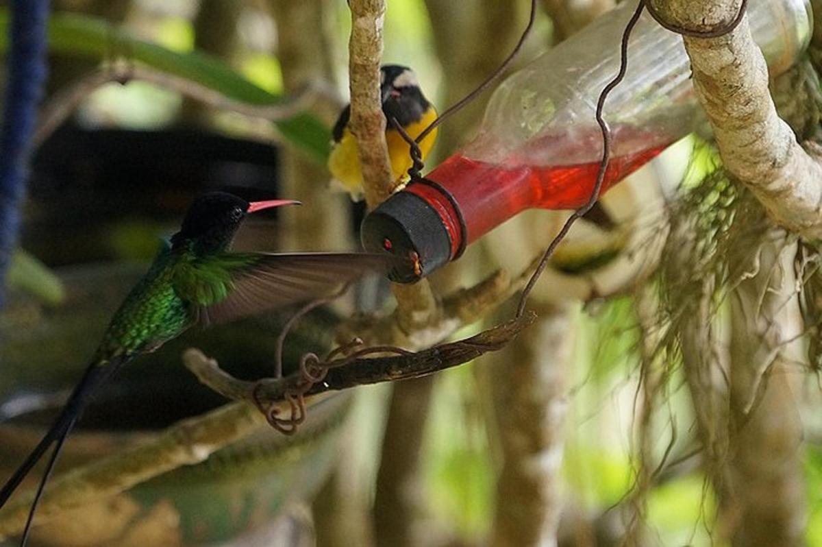 um pássaro comendo de um alimentador de pássaros em uma árvore