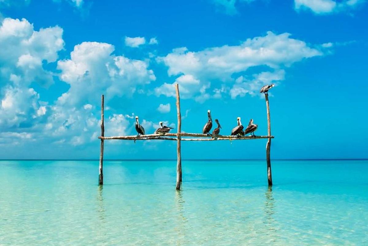 Un grupo de pájaros posados en un poste en el agua.