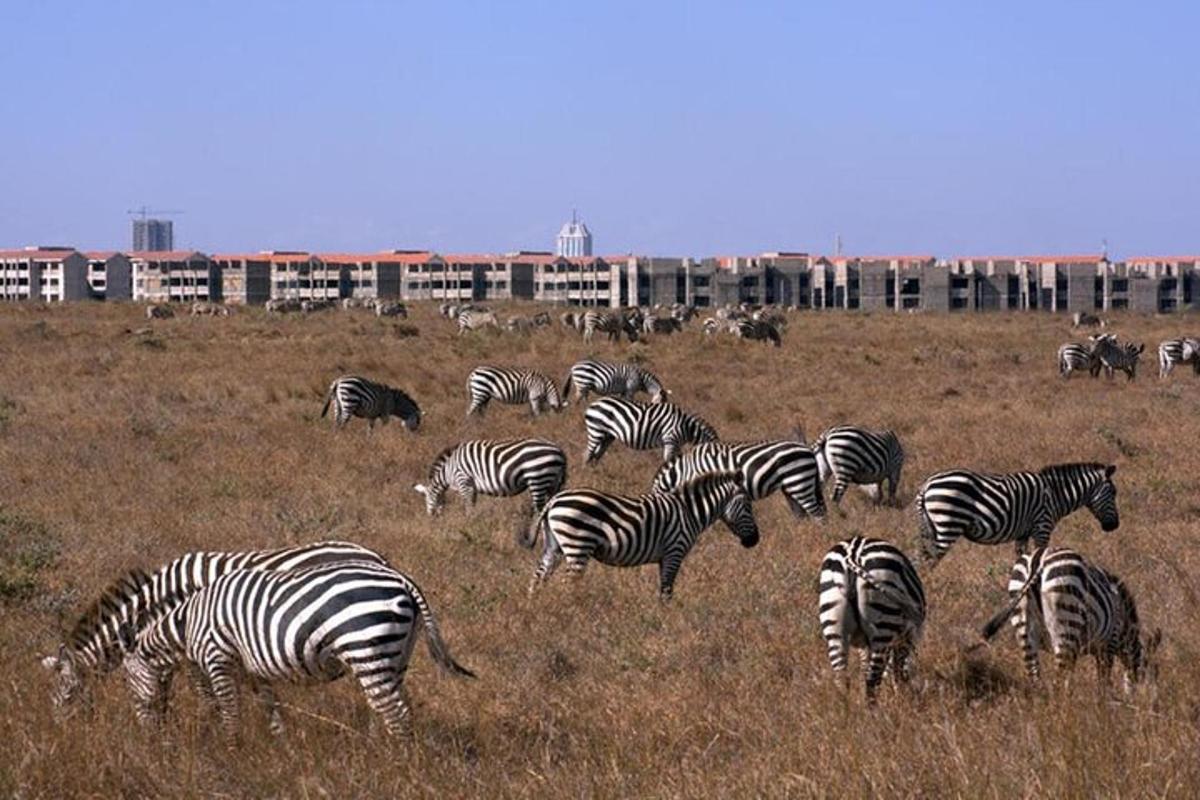 una mandria di zebre al pascolo in un campo