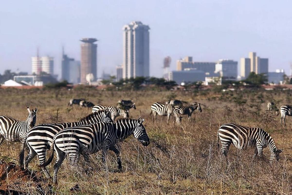 una mandria di zebre al pascolo in un campo con una città