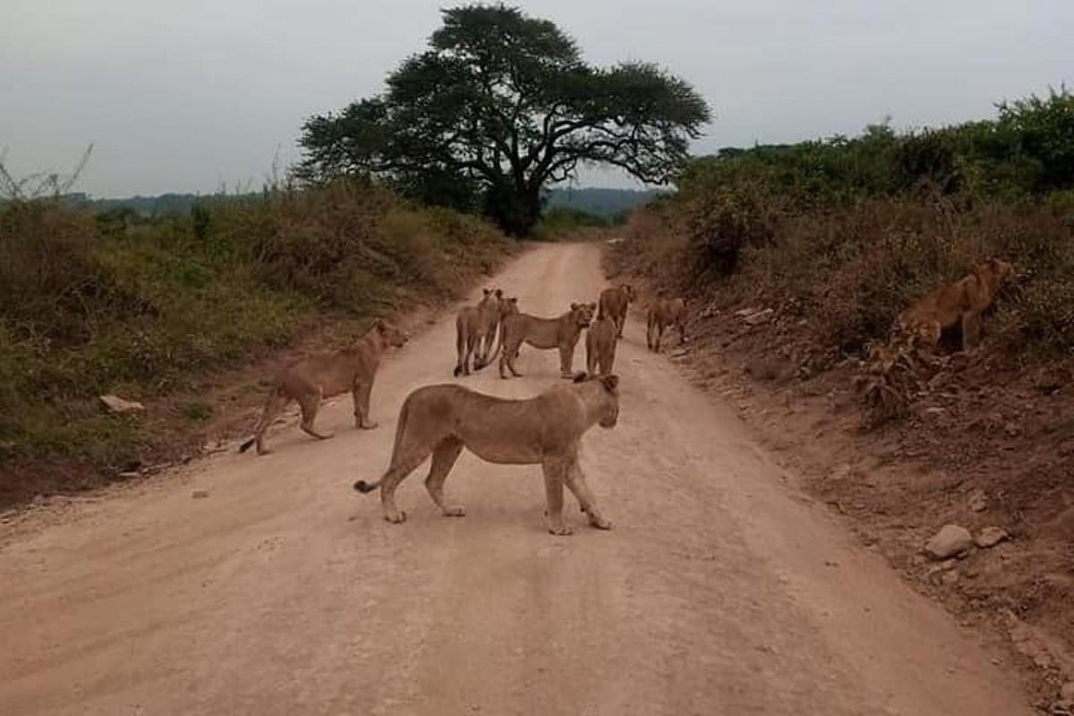 un gruppo di animali in piedi su una strada sterrata