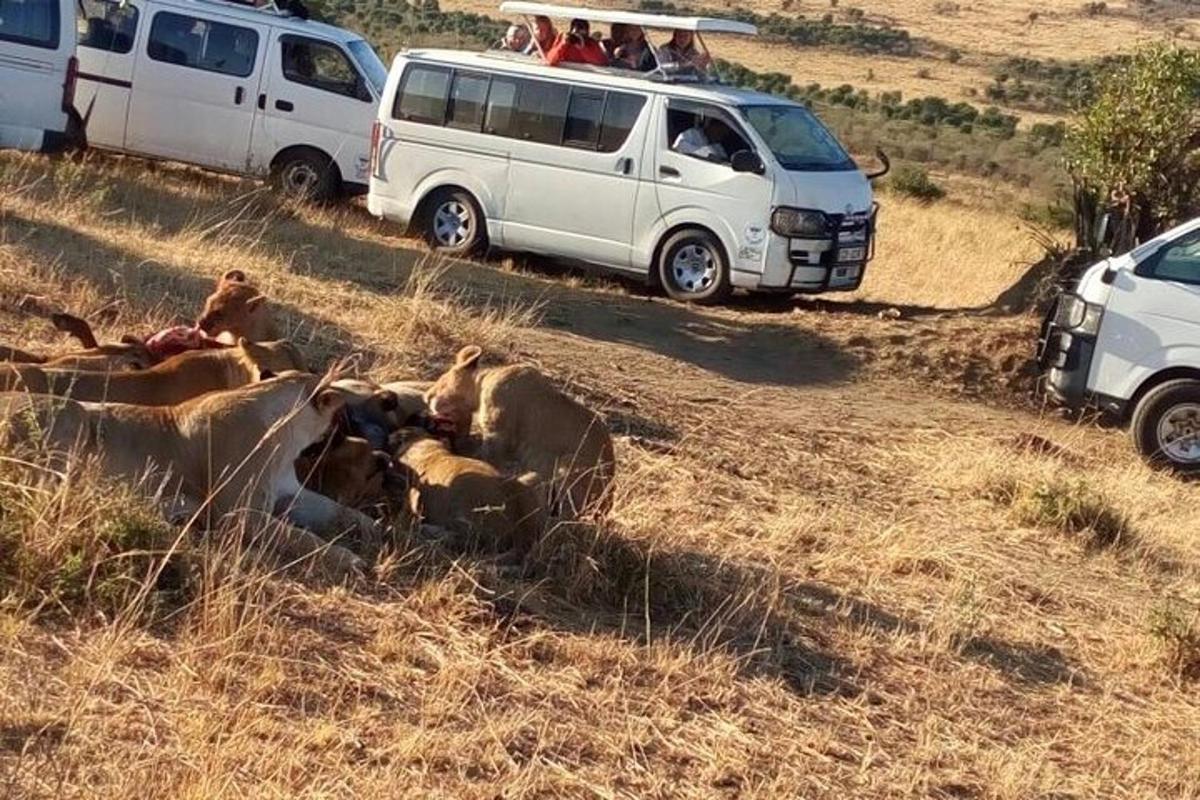 un gruppo di animali sdraiati sull'erba accanto alle auto