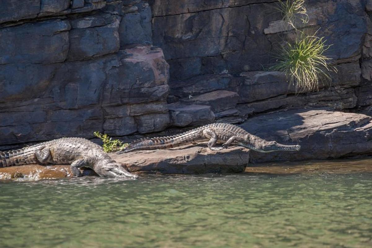 two snakes laying on a rock in the water