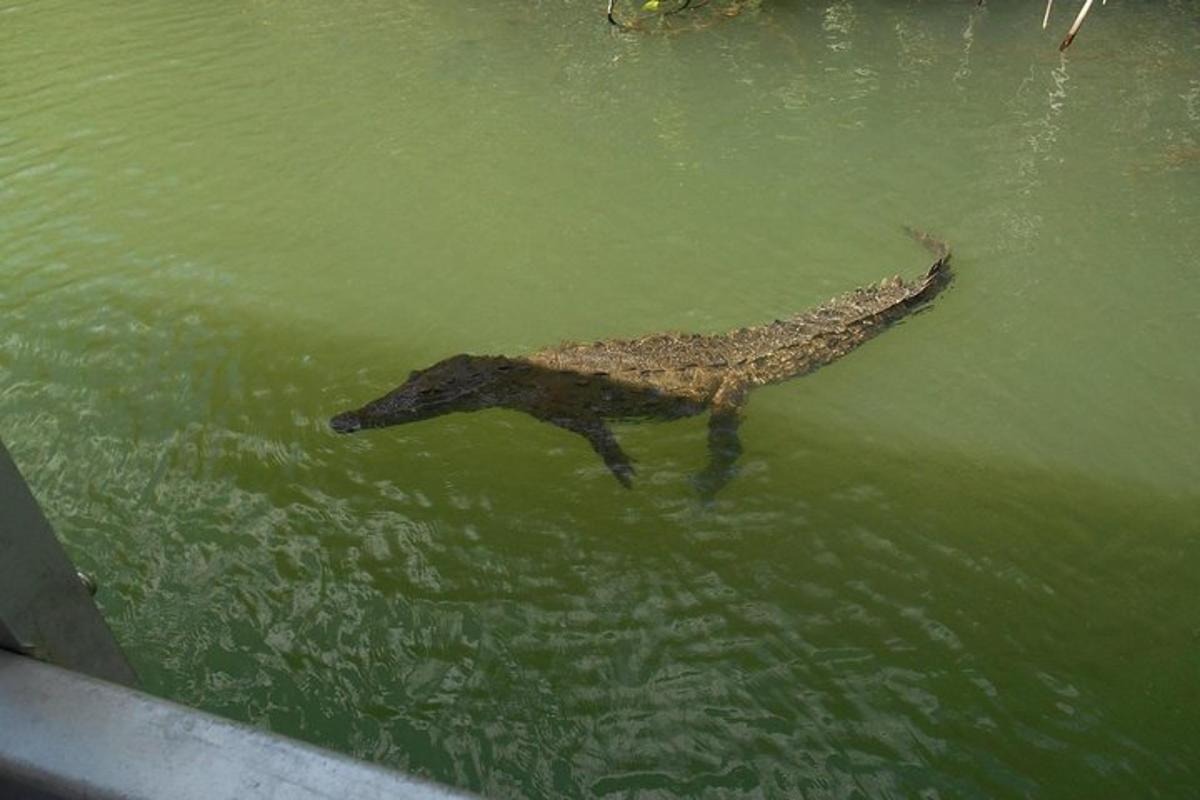 un cane che nuota nell'acqua nell'acqua