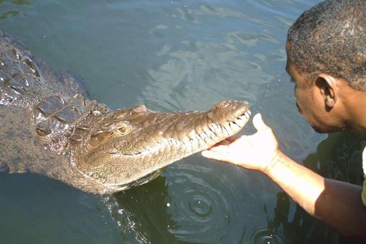 un uomo che dà da mangiare a un coccodrillo nell'acqua