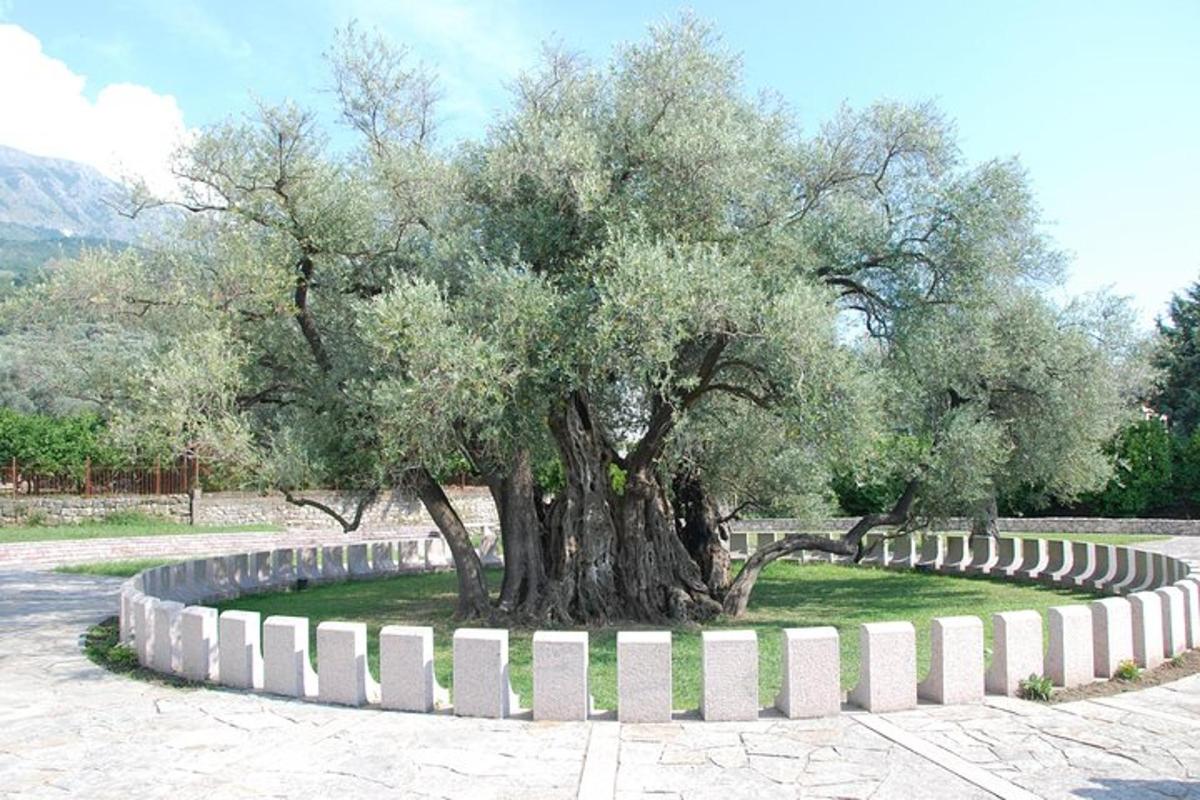 un albero in mezzo a un cerchio d'erba