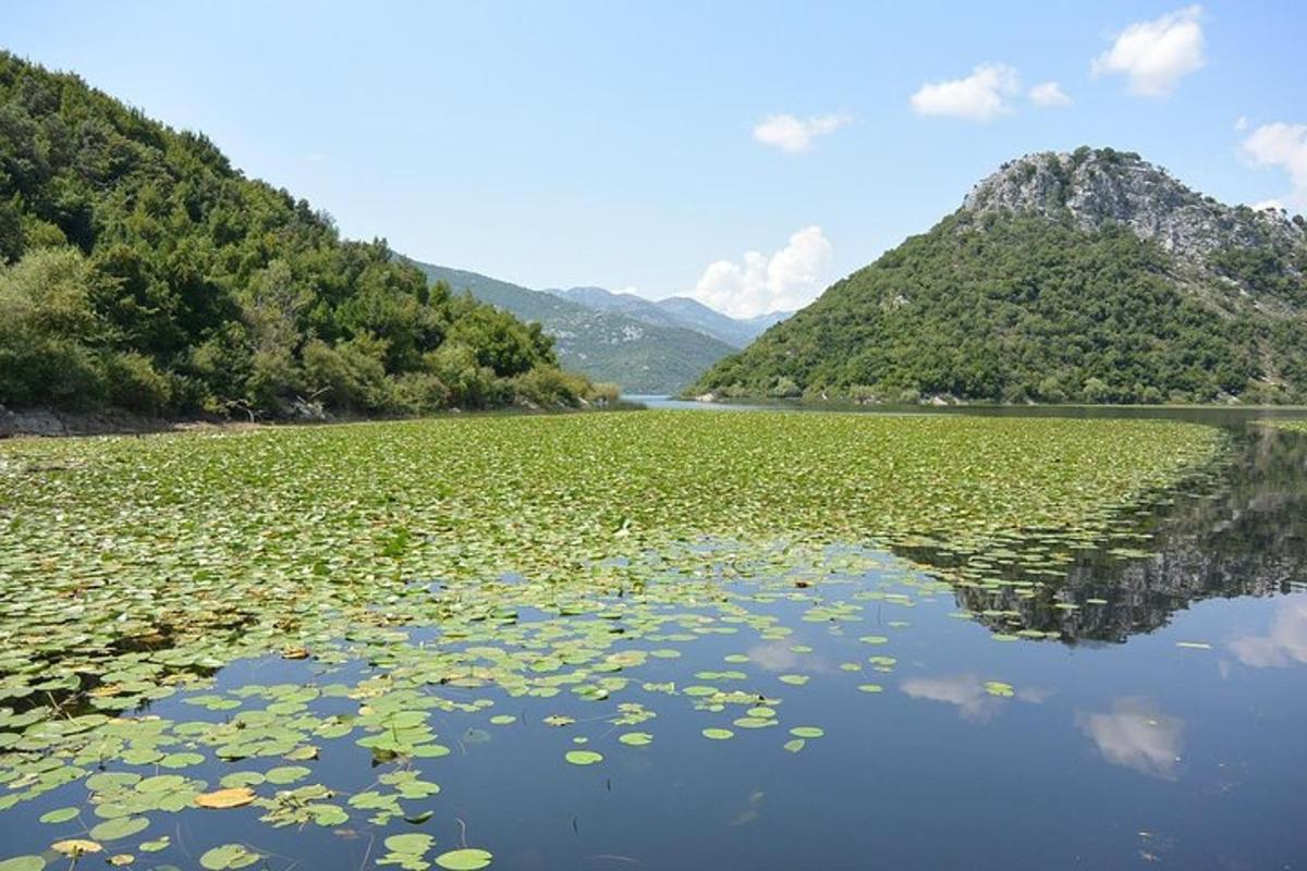 un grande specchio d'acqua con ninfee