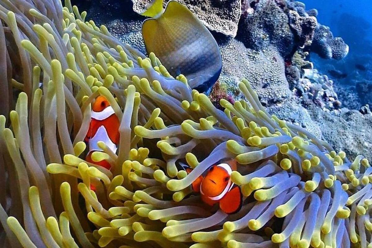 due pesci pagliaccio e anemoni in una barriera corallina