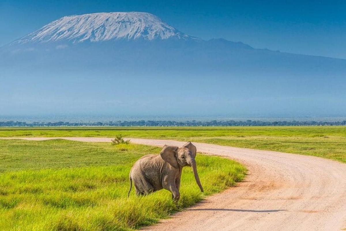 un elefante che cammina lungo una strada sterrata con una montagna sullo sfondo