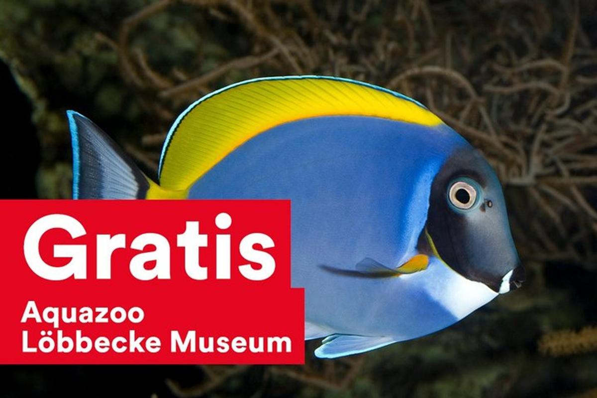 a blue and yellow fish with a red sign