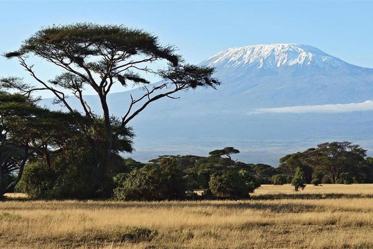 una montagna in lontananza con un albero in un campo