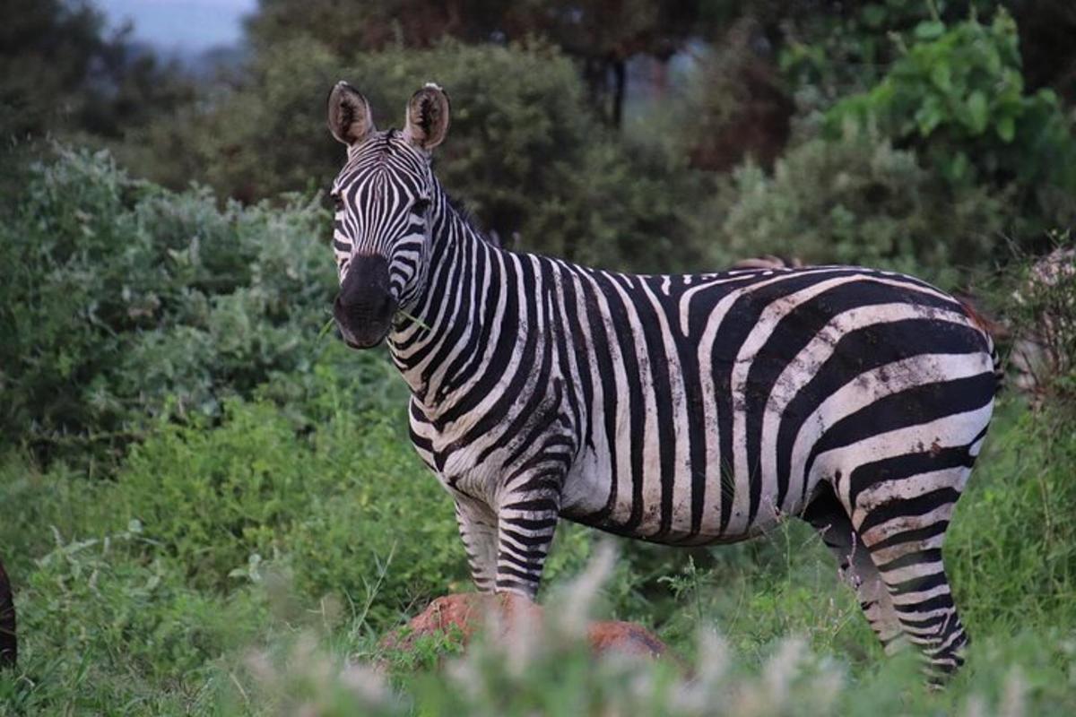 una zebra in piedi in un campo d'erba