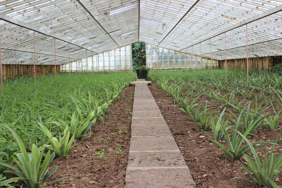 Un invernadero lleno de plantas con un camino de piedra.